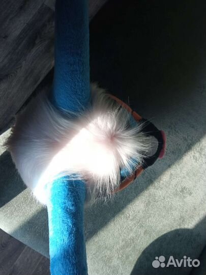 Фурсьют cat/кошка