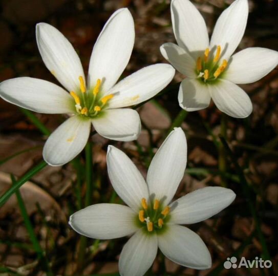 Зефирантес (выскочка)белый и розовый