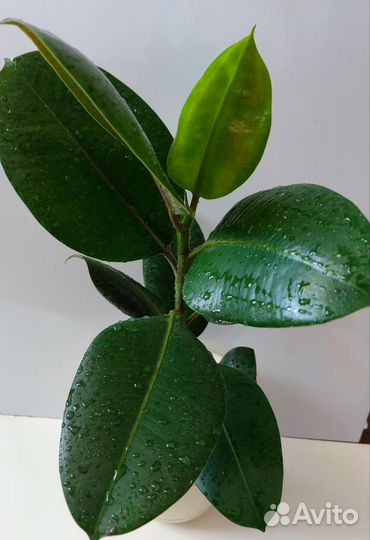 Фикус каучуконосный