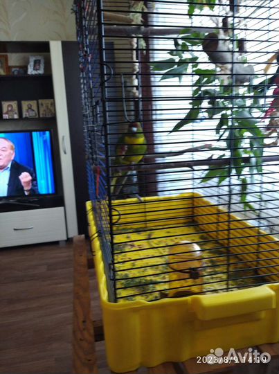 Попугай какарик