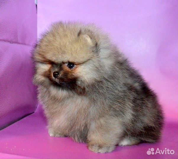 Померанский шпиц,медвежата разных окрасов