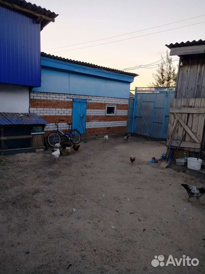 Курицы петухи домашние