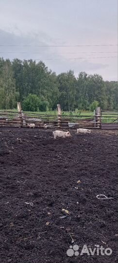 Поросята ландрас