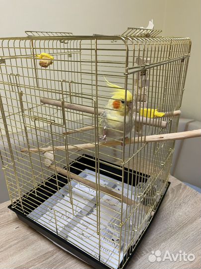 Попугай корелла мальчик