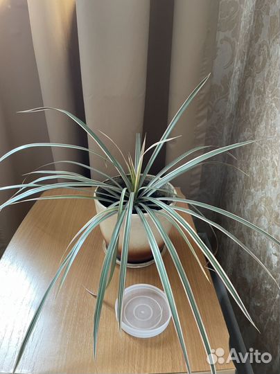 Драцена маргината