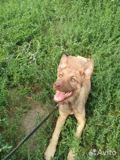 Стерилизованная собачуля ищет дом