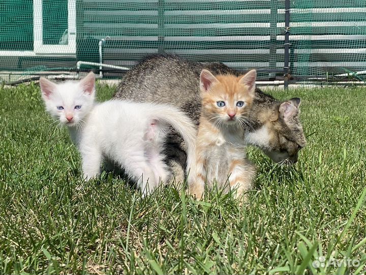 Котята в добрые руки мальчики