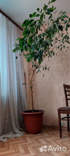 Фикус бенджамина большой