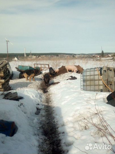 Поросята