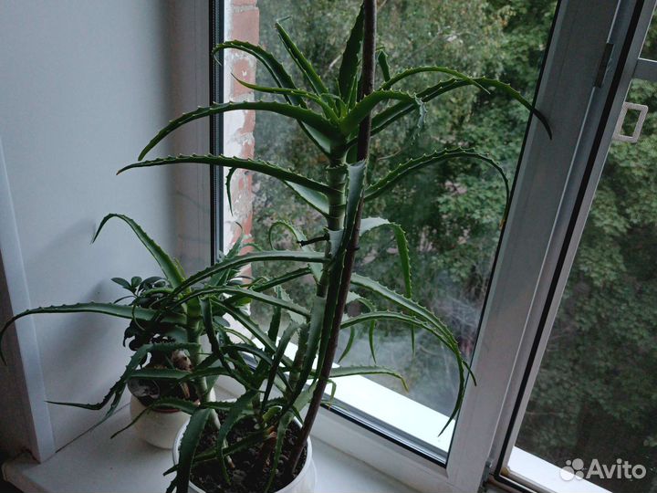 Алоэ лечебный, столетник 3года