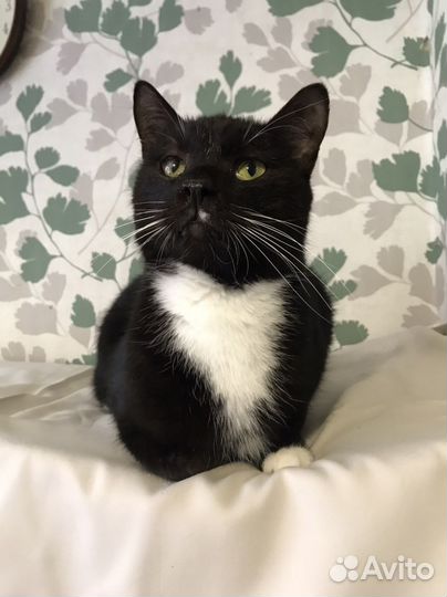 Лимбо 2,5 года