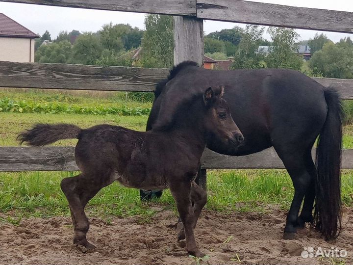 Шетлендские пони