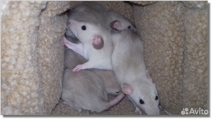 Крысята Дамбо (крысы гималайские) питомник