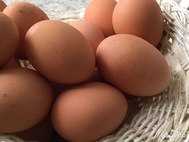 Домашние куриные яйца