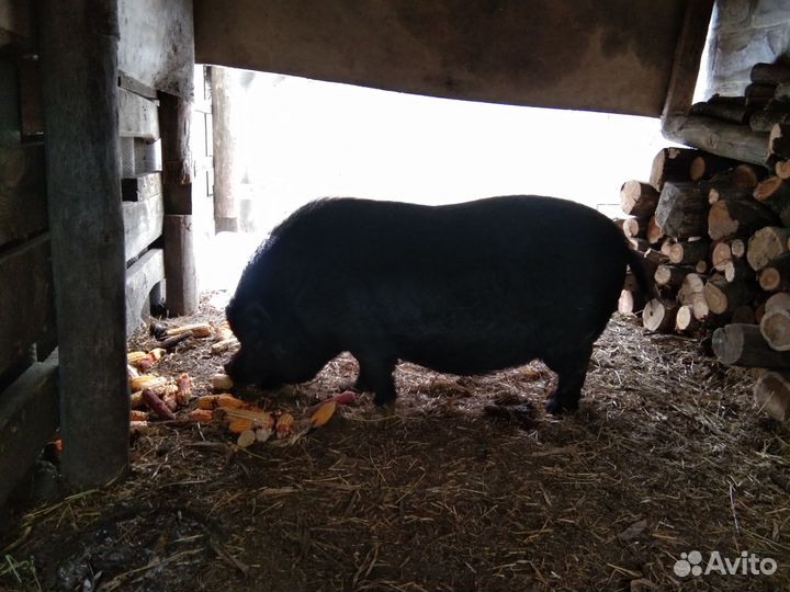 Вьетнамский хряк