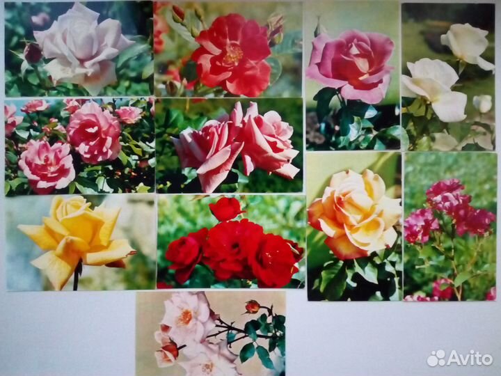 Открытки СССР розы с указанием сорта