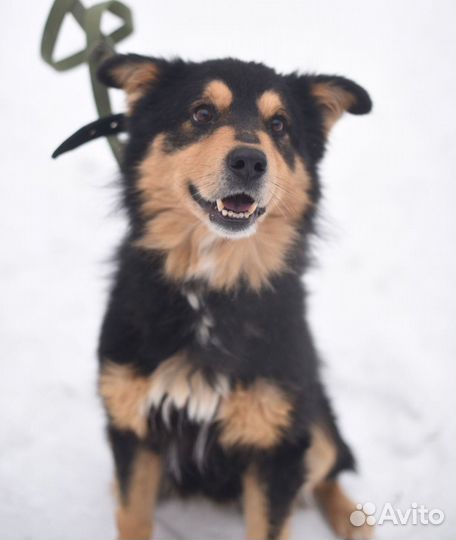 Энергичный Атаман ищет путь домой