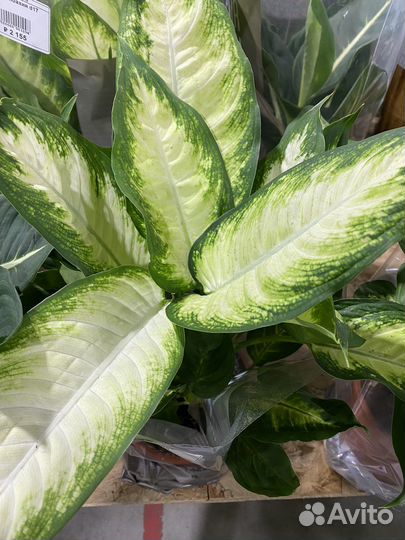 Диффенбахия Грин Меджик, Камилла