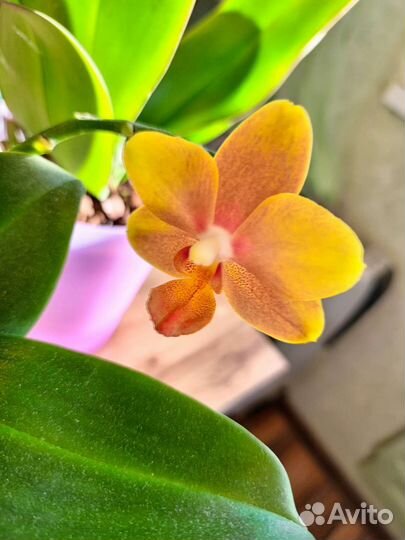 Орхидея фаленопсис