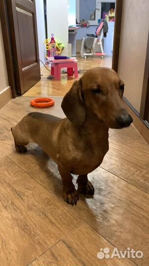 Такса стандартная жених (мальчик) вязка