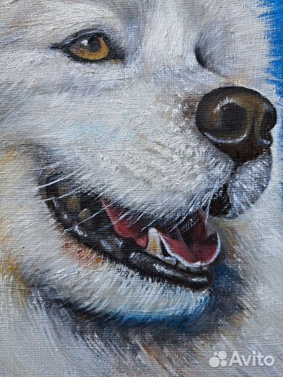 Портрет собаки. Самоед