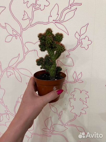 Кактус комнатные растения и цветы