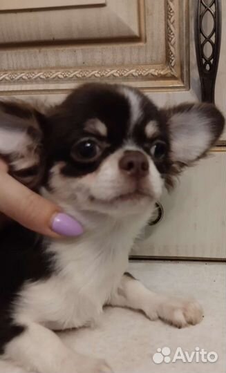 Девочка Чихуахуа