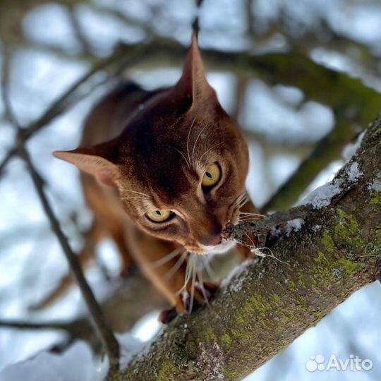 Кот Чемпион