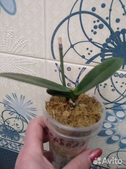 Орхидея фаленопсис Тинкербель детка