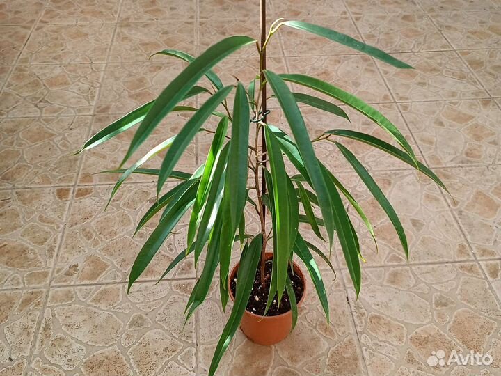 Фикусы ассорти