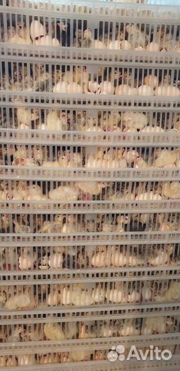 Индюшата суточные