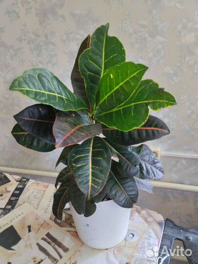 Комнатные растения большие