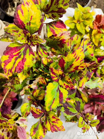 Колеусы вегетативные