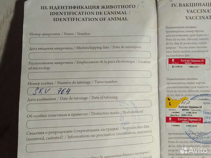 Бернский зенненхунд