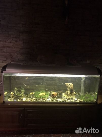 Аквариум