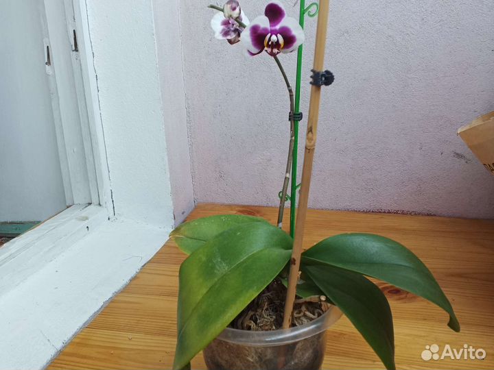 Орхидея фаленопсис