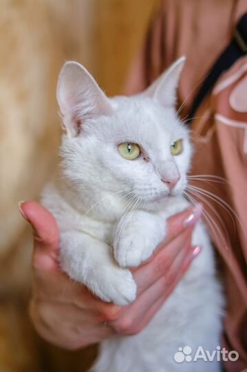 Заберите кошку домой