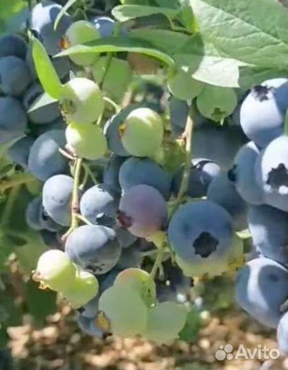 Саженцы голубики 2, 3 летние