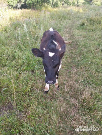Тёлочка 4 месяца от высокоудойной коровы. Торг