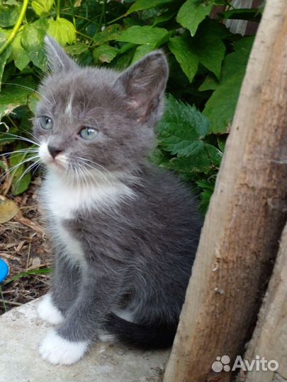 Котёнок-девочка. Ищу семью