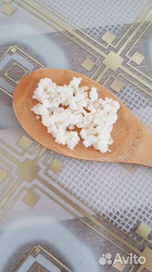 Тибетский кефирный гриб