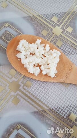 Тибетский кефирный гриб