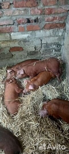 Поросята Дюрок