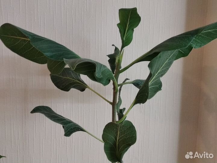 Фикус Кришна