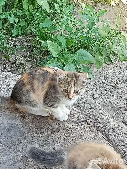 Домашние животные котята