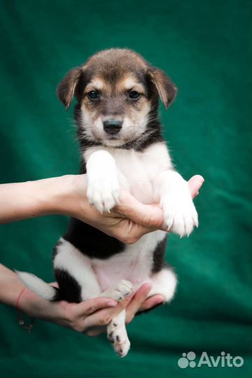 Хорошенькая девчоночка 1.5 месяца бесплатно