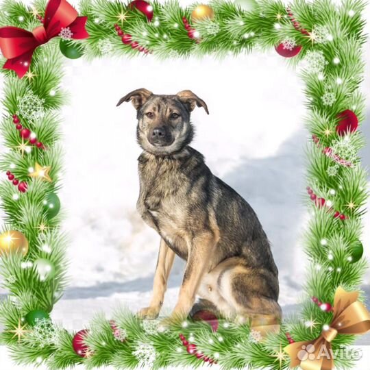 Собака в добрые руки