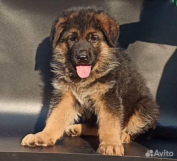 Немцы мальчики