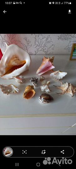 Большая ракушка