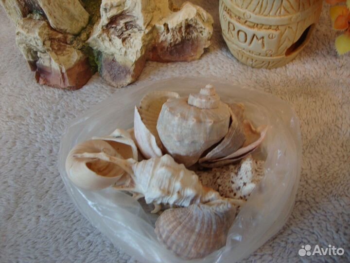 Аквариум Ракушки